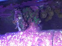 ImageUploadedByReefs2015-09-11 17:12:40 EDT.jpg