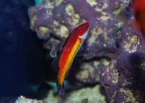 fishwrasse3.jpg