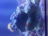 ImageUploadedByReefs2015-09-11 18:53:06 EDT.jpg