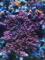 IMG_2265.jpg