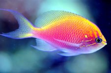 SUNBURST ANTHIAS.jpg