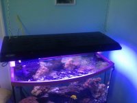 ImageUploadedByReefs2016-01-03 12:48:53 EST.jpg