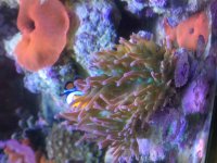 ImageUploadedByReefs2015-09-13 16:02:10 EDT.jpg