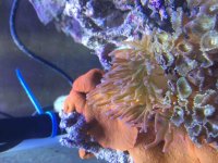 ImageUploadedByReefs2015-09-13 16:02:18 EDT.jpg