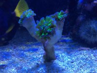 ImageUploadedByReefs2015-11-04 10:17:01 EST.jpg