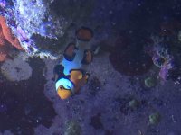 ImageUploadedByReefs2015-09-13 20:13:12 EDT.jpg