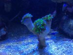 ImageUploadedByReefs2015-11-04 10:17:13 EST.jpg