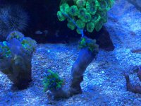 ImageUploadedByReefs2015-11-04 10:17:24 EST.jpg