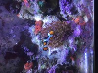 ImageUploadedByReefs2015-09-13 20:13:36 EDT.jpg