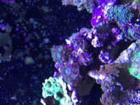 ImageUploadedByReefs2015-09-14 15:30:10 EDT.jpg