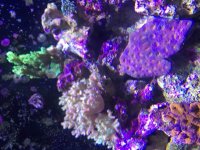 ImageUploadedByReefs2015-09-14 15:30:58 EDT.jpg