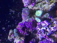 ImageUploadedByReefs2015-09-14 15:31:36 EDT.jpg
