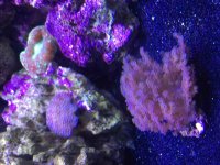 ImageUploadedByReefs2015-09-14 15:33:40 EDT.jpg