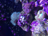 ImageUploadedByReefs2015-09-14 15:34:08 EDT.jpg