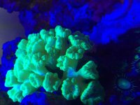 ImageUploadedByReefs2015-11-05 14:07:34 EST.jpg