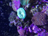 ImageUploadedByReefs2015-09-14 15:34:41 EDT.jpg