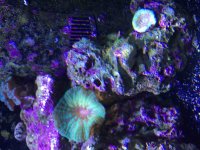 ImageUploadedByReefs2015-09-14 15:35:16 EDT.jpg