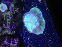 ImageUploadedByReefs2015-09-14 15:35:40 EDT.jpg