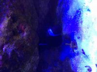 ImageUploadedByReefs2015-07-13 10:07:32 EDT.jpg