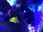 ImageUploadedByReefs2015-07-13 10:08:12 EDT.jpg
