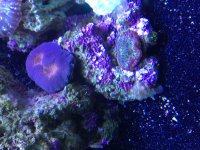 ImageUploadedByReefs2015-09-15 15:31:23 EDT.jpg