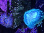 ImageUploadedByReefs2015-09-15 15:31:46 EDT.jpg