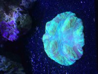ImageUploadedByReefs2015-09-15 15:32:04 EDT.jpg