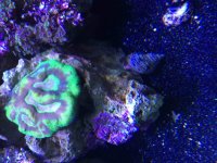 ImageUploadedByReefs2015-09-15 15:32:17 EDT.jpg