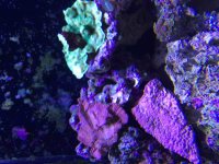 ImageUploadedByReefs2015-09-15 15:32:36 EDT.jpg