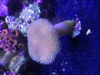 ImageUploadedByReefs2015-09-15 15:33:29 EDT.jpg