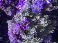 ImageUploadedByReefs2015-09-15 15:34:57 EDT.jpg