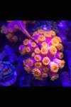 ImageUploadedByReefs2015-11-05 21:34:28 EST.jpg