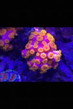 ImageUploadedByReefs2015-11-05 21:34:35 EST.jpg