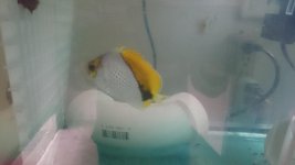 Declivis Butterflyfish.jpg