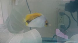 Declivis Butterflyfish-1.jpg