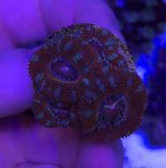acan frag 1.jpg