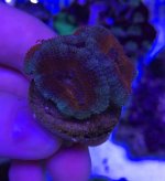 acan frag 2.1.jpg