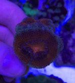 acan frag 2.2.jpg