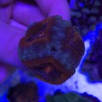 acan frag 2.jpg
