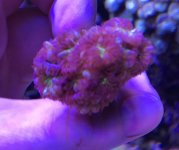 purple blasto 1.jpg