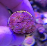 purple blasto 3.jpg