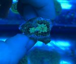 shroom 3.jpg