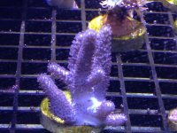 spaghetti frag.jpg