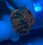 warpaint acan 1.jpg