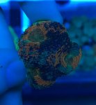 warpaint acan 2.jpg