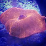 IMG_20160926_201820.jpg