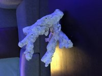 IMG_2252.jpg