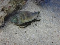 fish 165.jpg