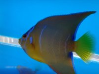 fish 213.jpg