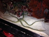 brittle star.JPG